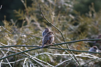 Close-up of bird perching on branch