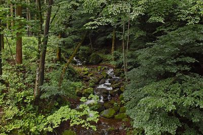 Plants and trees in forest