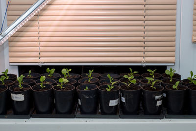 Close-up of potted plants