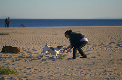 Two dogs on beach