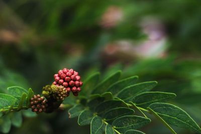 Close-up of berries growing on plant