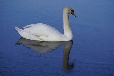 Swan swimming in lake