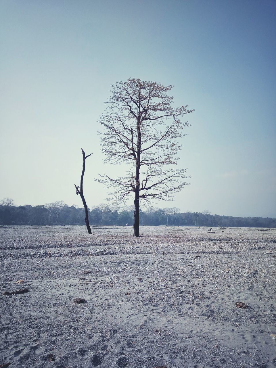 BARE TREE ON COUNTRYSIDE LANDSCAPE AGAINST CLEAR SKY