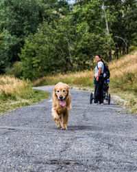 Dog walking on road with woman standing in background