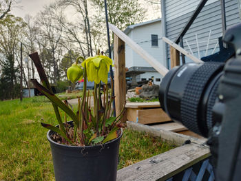 Close-up of potted plants in yard