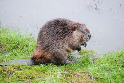 Lion on field by river