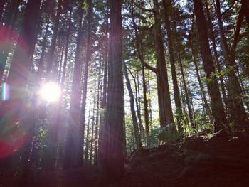 Low angle view of trees in forest