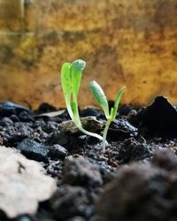 Close-up of young plant growing outdoors