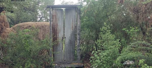 Plants and trees in forest