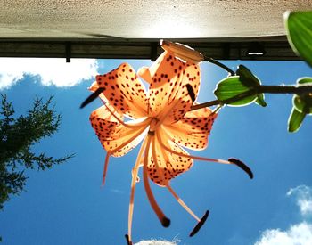 Close-up of orange flowers against sky