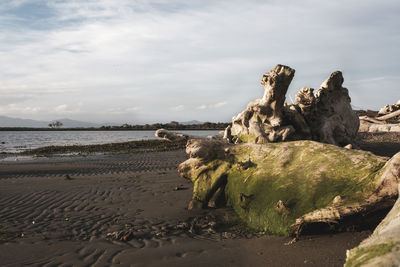 Driftwood on beach against sky