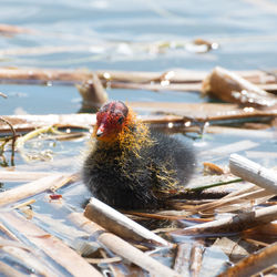 Close-up of young coot swimming in lake