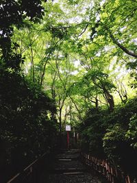 Trees in forest