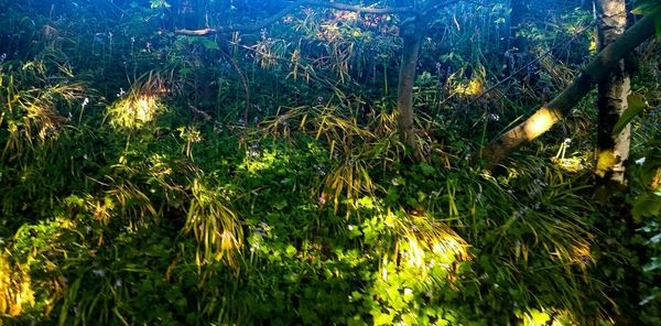 Close-up of plants growing in lake