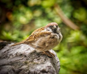 Bird perching on rock