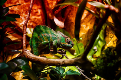 Close-up of a lizard on tree