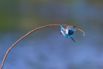 Close-up of insect flying