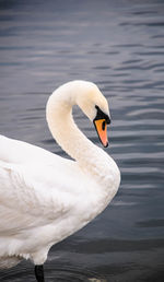 Close-up of swan in lake