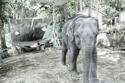 Elephant amidst trees