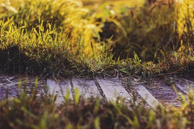 Plants growing on field