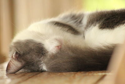 Close-up of cat relaxing