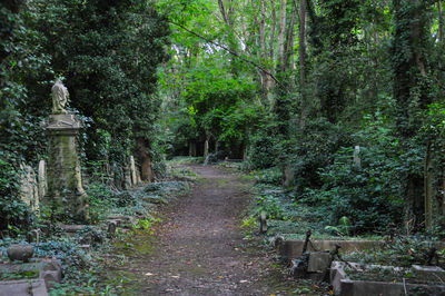 Footpath amidst trees in forest