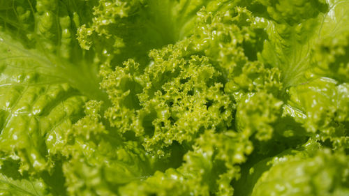 Full frame shot of green plants