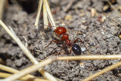 High angle view of ant on field