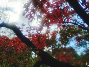 Low angle view of maple tree against sky