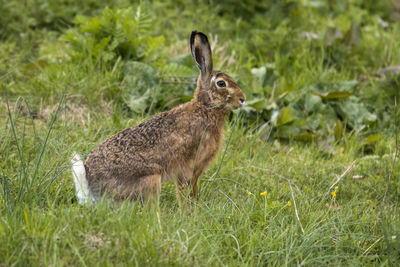 Close-up of rabbit on grass