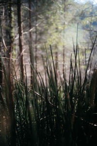 Close-up of plants growing on land