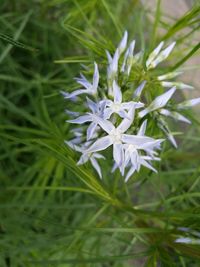 Close-up of white flowers blooming in field