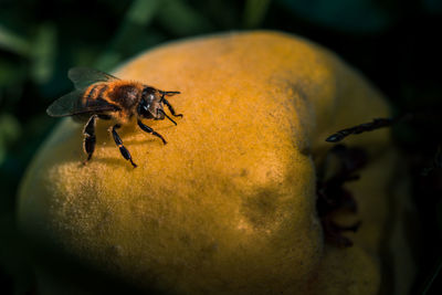 Close-up of bee on a plant
