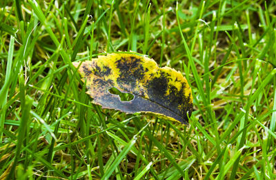 High angle view of yellow butterfly on grass