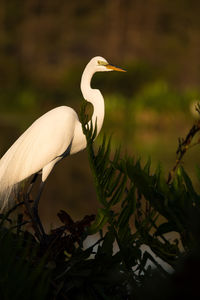 Bird on a plant