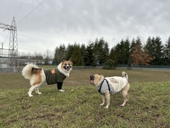 Dogs on grassy field