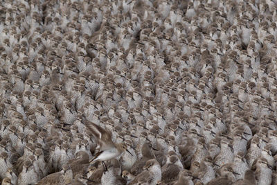 Full frame shot of birds