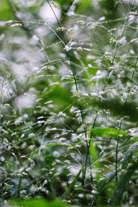 Full frame shot of raindrops on plants