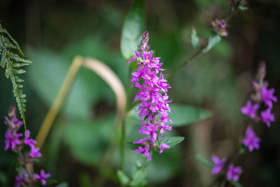 Close-up of purple flowering plant
