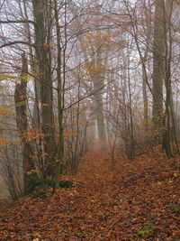 Trees in forest during autumn