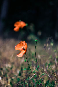 Close-up of orange poppy on field