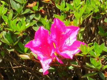 Close-up of pink flower
