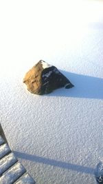 Close-up of bird perching on wall