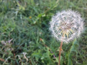 Close-up of dandelion