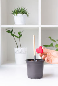 Planting indoor plants in a flower pot. the love for house plants. a lesson for the soul.