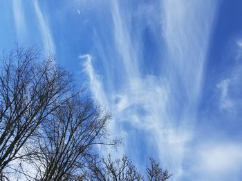 Low angle view of bare trees against blue sky