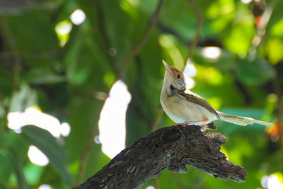 Close-up of bird perching on branch