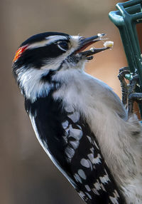 A small woodpecker on the suet feeder