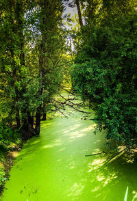 Scenic view of lake in forest