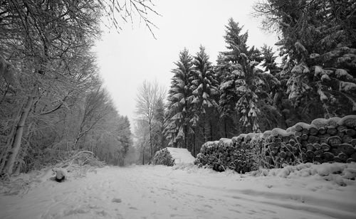 Snow covered trees against sky